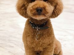 -喵汪宠物生活馆(涞坊路店)