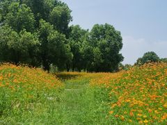 -瑶湖郊野森林公园