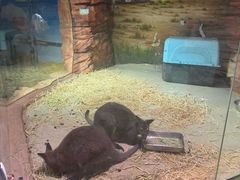 -正佳雨林生态植物园