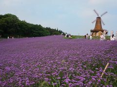 -大塘金香草谷