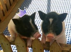 -萌宠亲子动物乐园(槐房万达店)