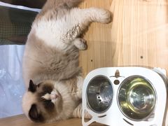 -屋虎猫馆(宝安大仟里店)