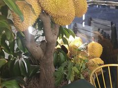 -猫王榴莲世家(三里屯SOHO商场店)