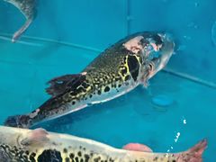 -天正河鲀·河豚亭(大连店)