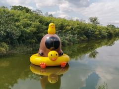 -黄海国家森林公园