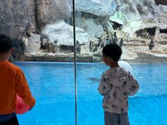 -帝企鹅自助餐厅•儿童岛•真企鹅(长隆企鹅酒店)