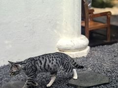 -老地方猫儿面(磁器口店)