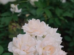 -香蜜公园