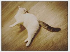-柴迷FANS CLUB·柴犬狗咖·猫咖