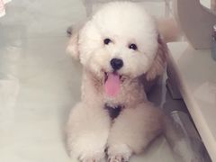 -芭比堂动物医院·犬猫全科·异宠专科(雁塔分院)