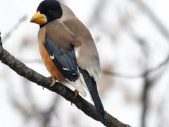 -盘龙城国家考古遗址公园