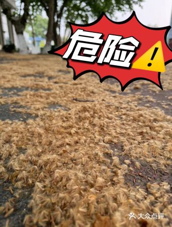 危险危险危险️南京梧桐树虽美，但却要把人带走️️️