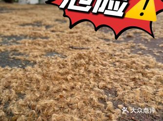 危险危险危险️南京梧桐树虽美，但却要把人带走️️️