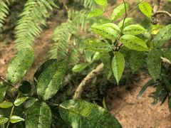 -广州神农草堂中医药博物馆