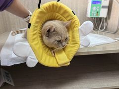 -北京观赏动物医院·24小时大型综合·猫专科·异宠专科