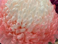 -BEAST野兽派(上海浦东嘉里城店)