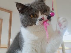 -滚猫咖啡·猫咖·猫友好撸猫(未来城店)