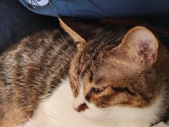 -平行世界·猫咖(首经贸店)