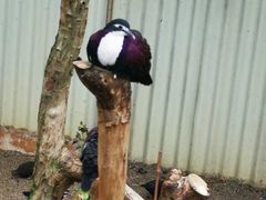 -费瑟代尔野生动物园