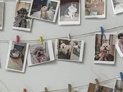 -瑞派康怡24h宠物医院·犬猫医疗中心·微创绝育(瑞景分院)