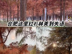 -合肥滨湖国家森林公园