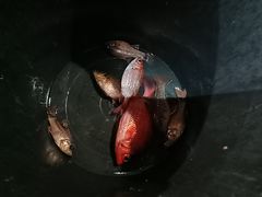-海盗餐厅