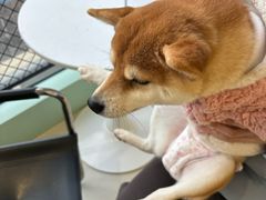 -怪兽屋·羊驼·猫咖·狗咖(俊华广场店)