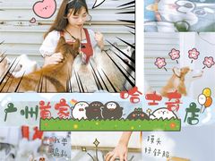 -星多哈·狗咖·拼豆·咖啡