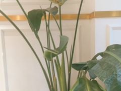 -桂美轩传承店(护国路店)