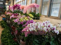 -双季花艺园艺市场(浦东店)