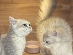 -猫十亿·布偶金渐层·曼基康矮脚猫舍(青年路店)