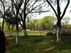 -昆山城市生态森林公园