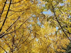 -高庙村(地铁站)