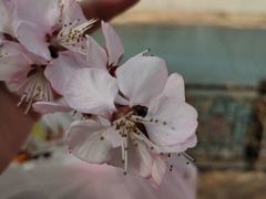 -桃花堤公园