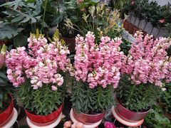 -秦美花卉(天朗·莱茵小城2期店)