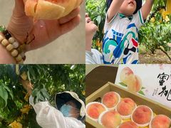 -老袁家蜜桃农场·阳山水蜜桃