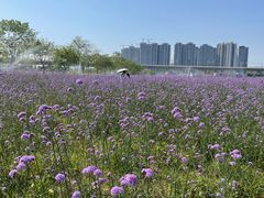 -光明小镇欢乐田园
