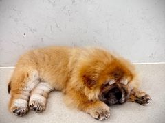 -共舞时光猫咖·狗咖(新街口店)