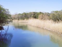 -上海吴淞炮台湾国家湿地公园