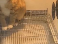 -叮叮猫咪生活馆