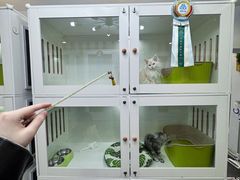 -青奢宠物·青奢猫舍