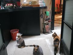 -猫色咖啡·猫咖