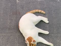 -中农大我爱我爱动物医院·核磁CT·猫病·24小时夜诊中心(石佛营店)