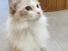 -飞行喵MR PILOT|猫舍·猫咖(静安大融城店)