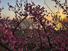 -香雪海
