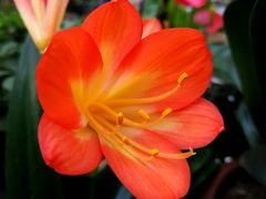-秦美花卉(天朗·莱茵小城2期店)
