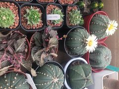 -龙大花卉苗木市场
