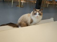 -飞行喵MR PILOT|猫舍·猫咖(静安大融城店)