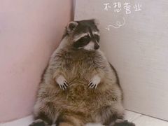 -浣熊柯尔鸭土拨鼠·电玩咖