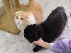 -喵园·猫主题咖啡厅·撸猫·猫咖(国贸店)